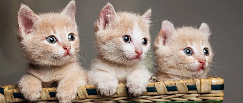 十二生肖里为什么没有猫？很多人不知道的10件“常事”