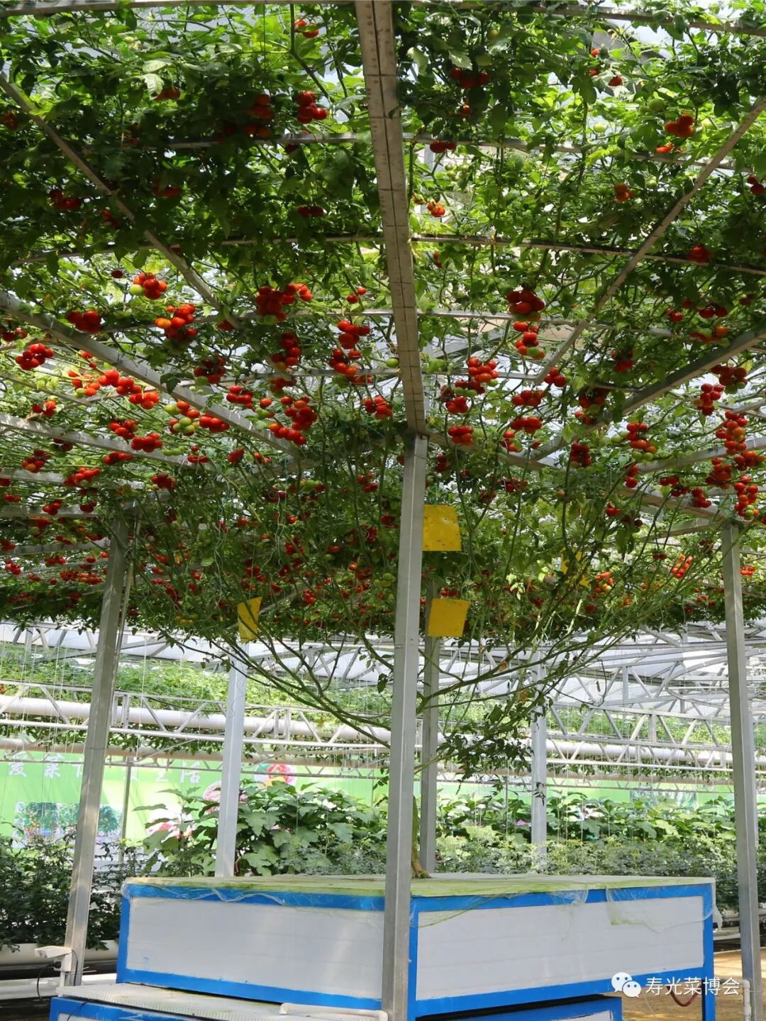 越夏蔬菜栽培模式之树式栽培