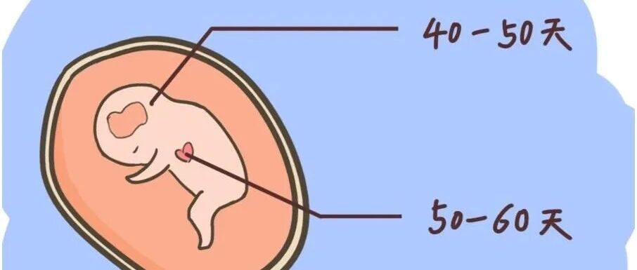 胎心和胎芽多少天出现