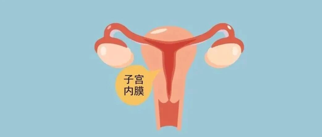 女性子宫内膜薄怎么调理