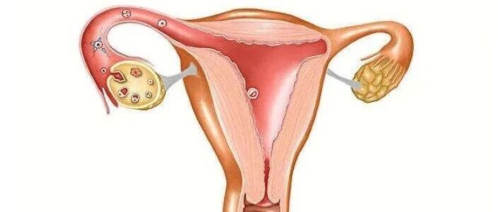 卵巢功能怎么算好