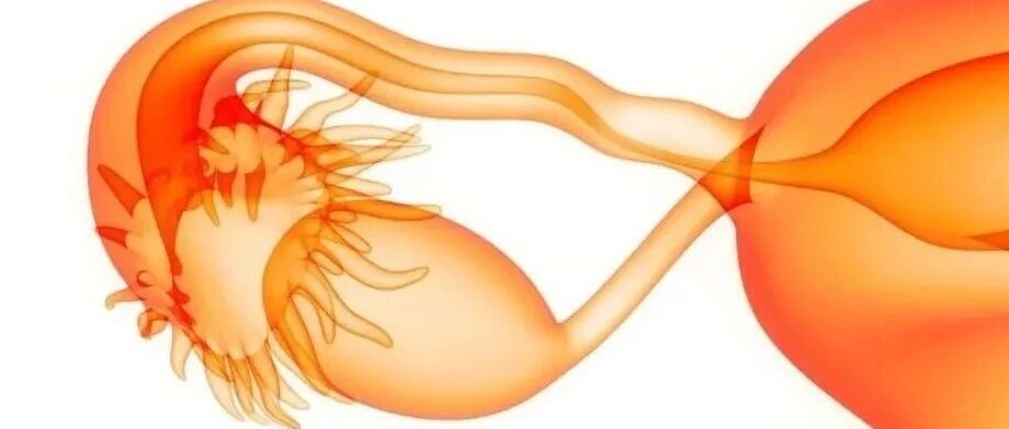 化验单中的AMH是什么意思？卵巢AMH低能恢复吗?