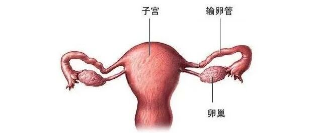 一根输卵管还能正常怀孕吗