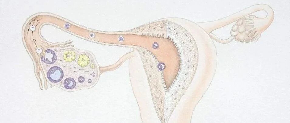 多囊卵巢是什么样的症状