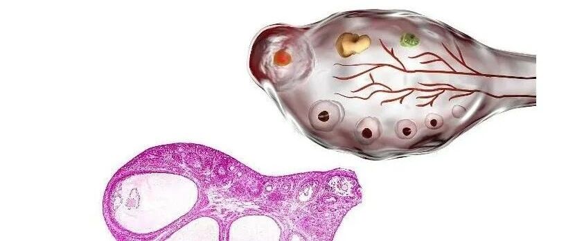 促卵泡激素低怎么办