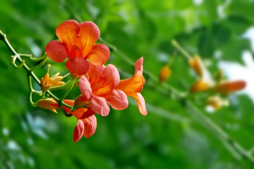 杨浦公园凌霄花盛放!