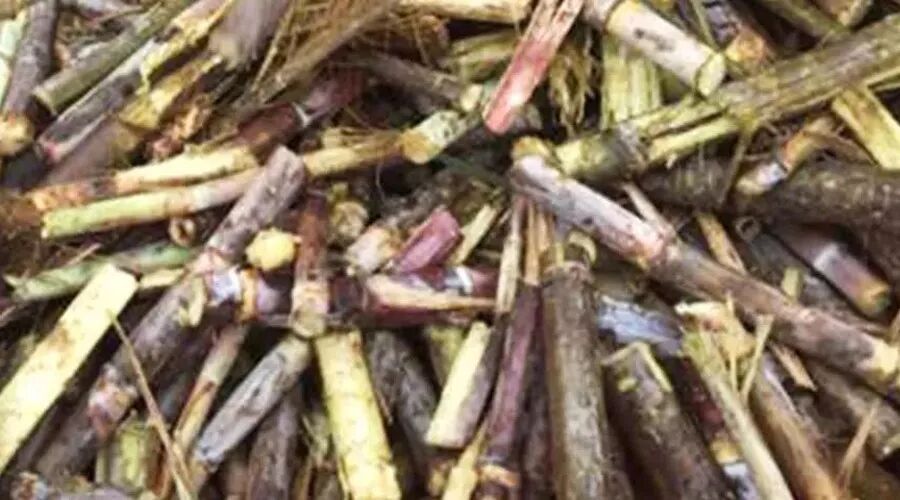 國(guó)外甘蔗收割機(jī)發(fā)展歷程，南京金順重工機(jī)械制造有限公司