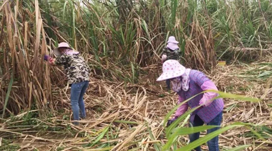 國(guó)外甘蔗收割機(jī)發(fā)展歷程，南京金順重工機(jī)械制造有限公司