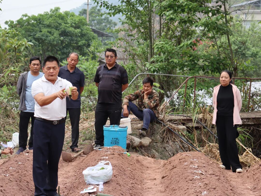 宁洱梅子镇"田间课堂"技能满满