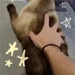 易烊千玺撸猫视频