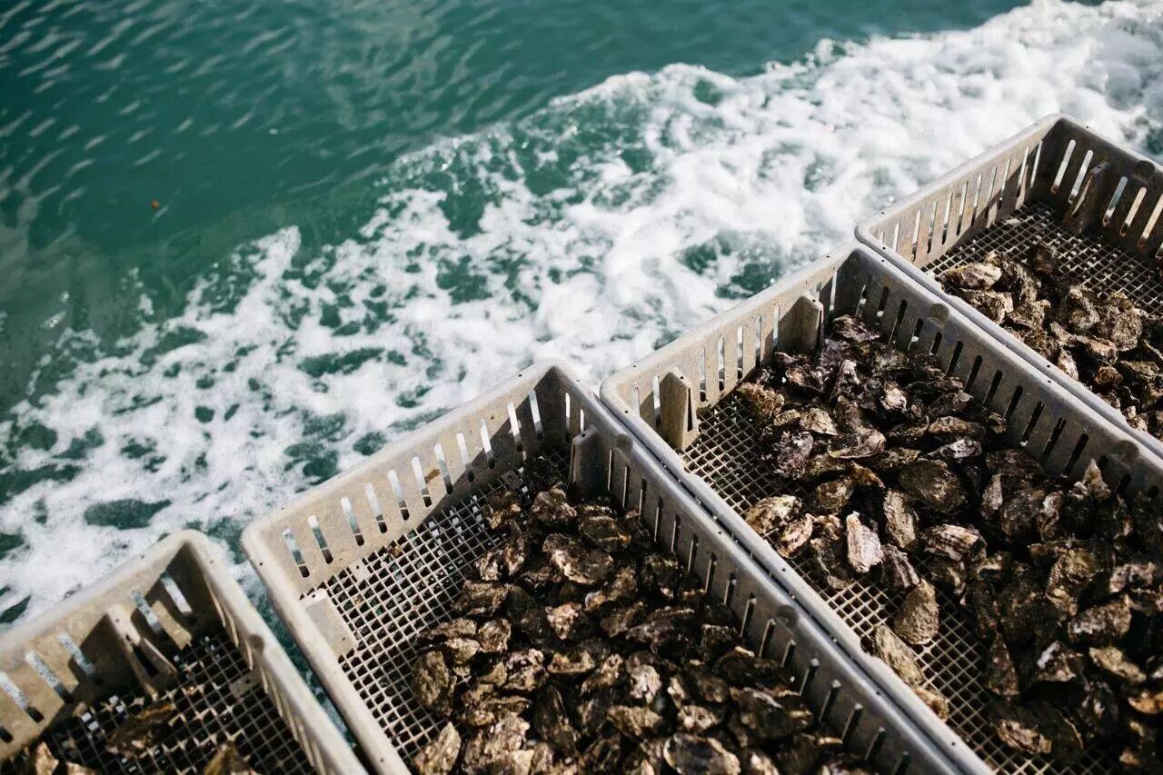 新西兰北岛美食地图,攻克你的海鲜胃