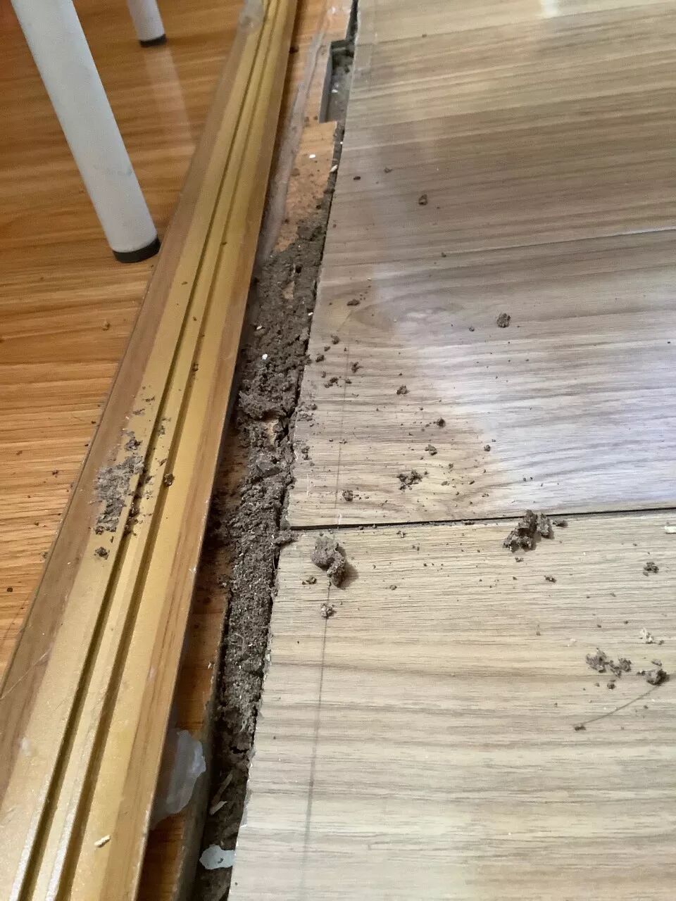 我家被白蚁入侵了 如何防治白蚁 新疆绿盾