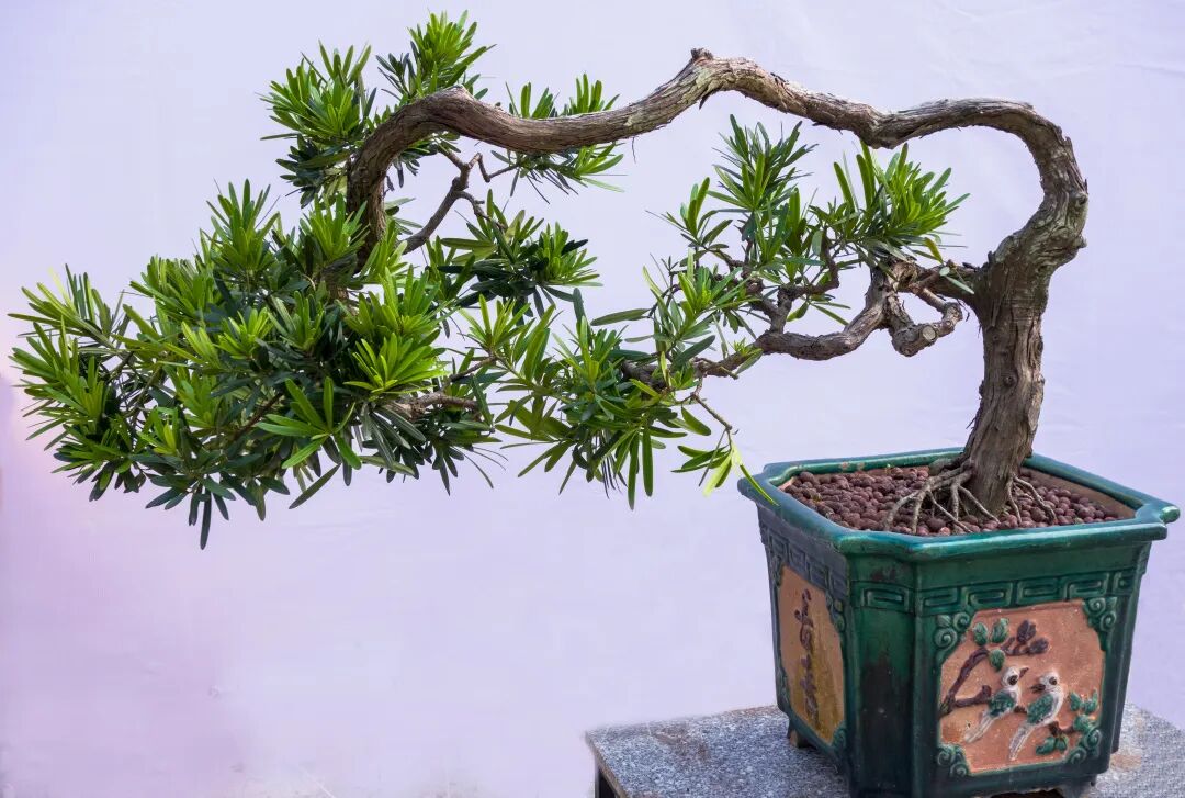 洋槐树和槐树一样吗_槐树镇宅还是招鬼_鬼大爷鬼故事 槐树