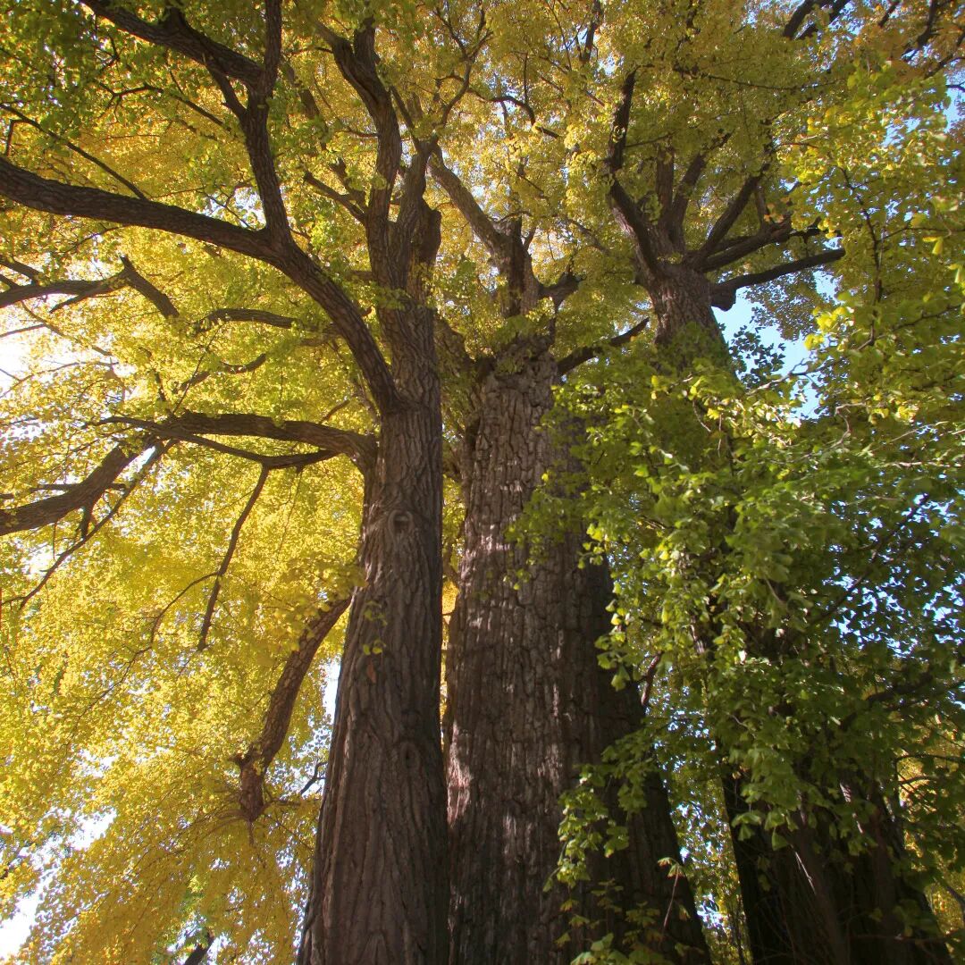 洋槐树和槐树一样吗_槐树镇宅还是招鬼_鬼大爷鬼故事 槐树