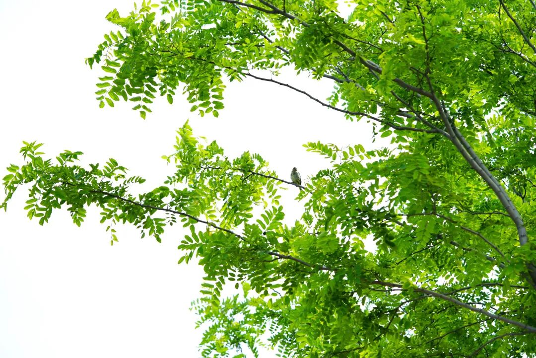 洋槐树和槐树一样吗_鬼大爷鬼故事 槐树_槐树镇宅还是招鬼