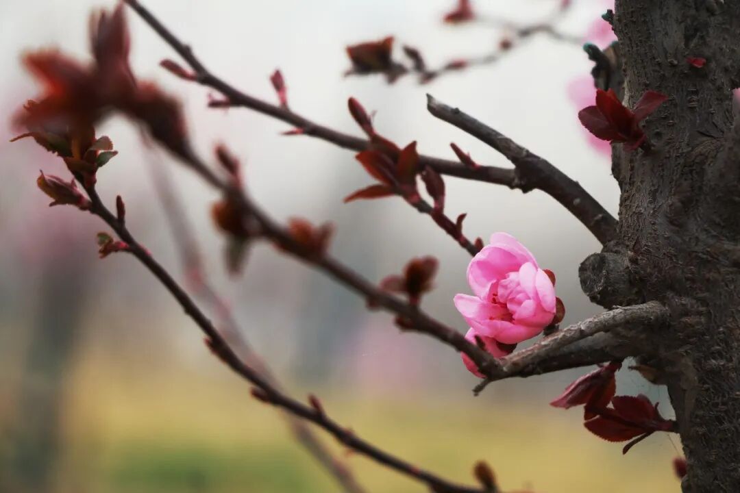 鬼大爷鬼故事 槐树_洋槐树和槐树一样吗_槐树镇宅还是招鬼