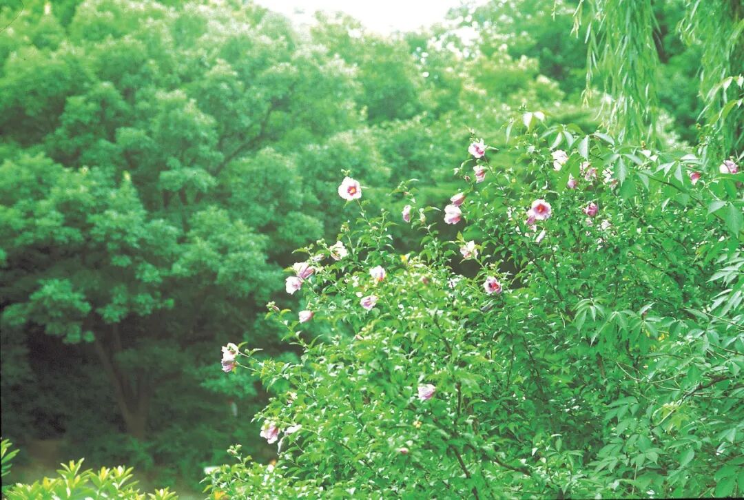 槐树镇宅还是招鬼 家有怪事，试试种这七种植物