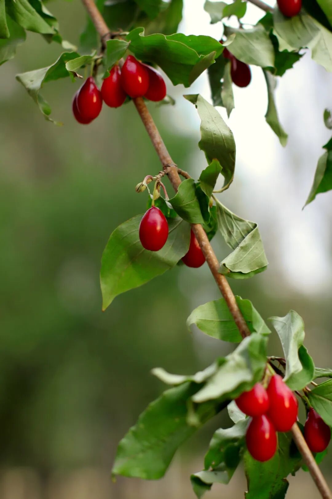 槐树镇宅还是招鬼_鬼大爷鬼故事 槐树_洋槐树和槐树一样吗