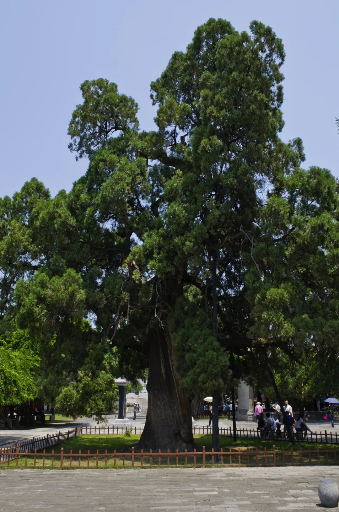 槐树镇宅还是招鬼_洋槐树和槐树一样吗_鬼大爷鬼故事 槐树