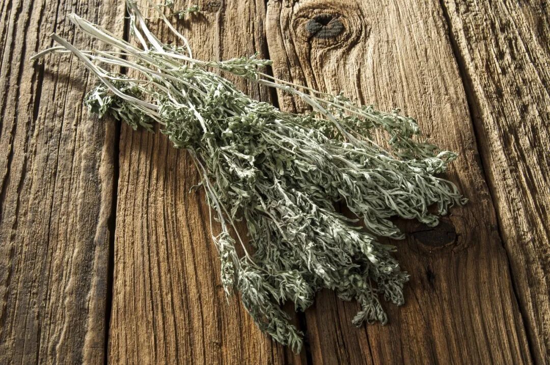 洋槐树和槐树一样吗_槐树镇宅还是招鬼_鬼大爷鬼故事 槐树