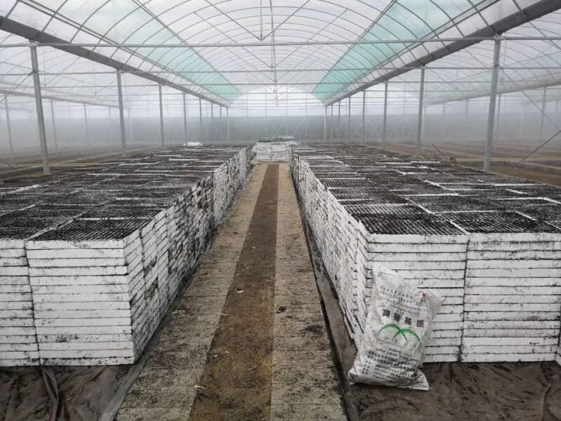 育苗基质_育苗基质_育苗基质加工厂家