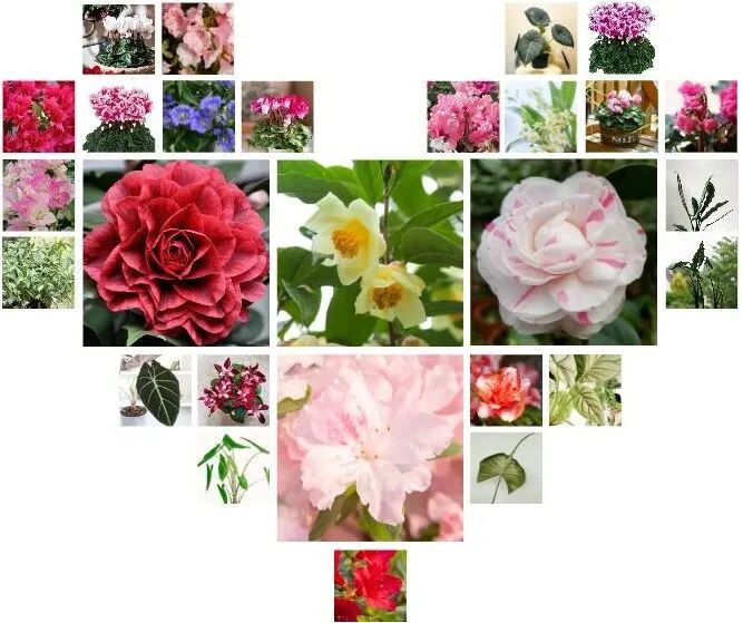 秋播新品大放送 仙女也要开爆花 你的秋天也要繁花似海 塔莎的花园 微信公众号文章阅读 Wemp