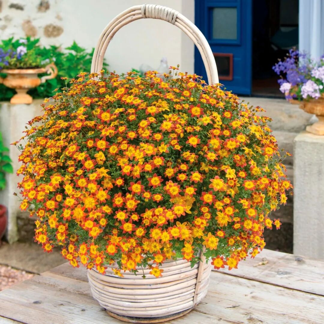 春天这五种开花植物，最容易养活