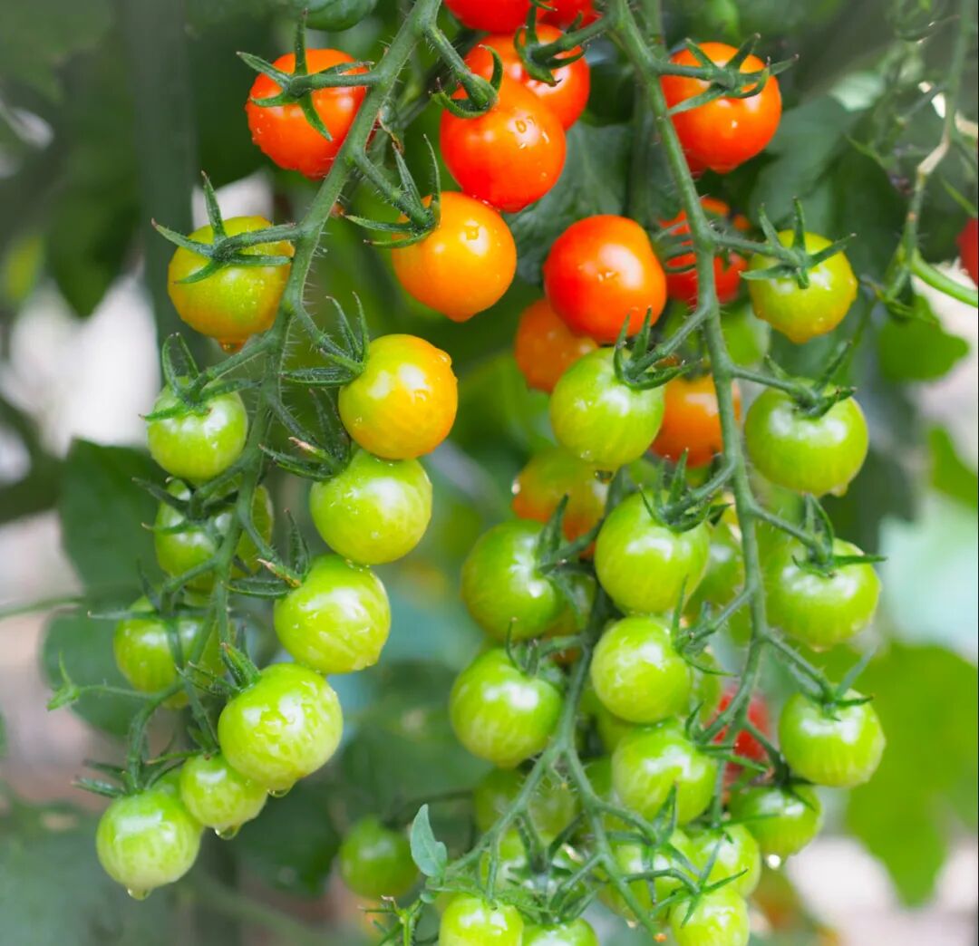 叮，送你一份“果蔬养护指南”