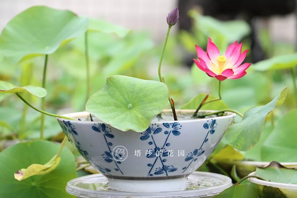 碗莲，怎么种？待到夏季，为你送上一抹清新