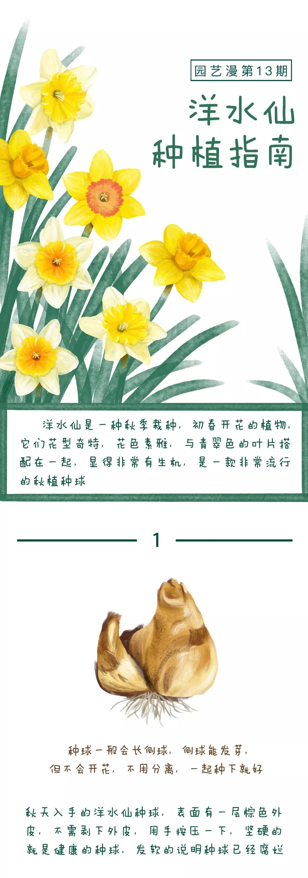 种植手册：洋水仙