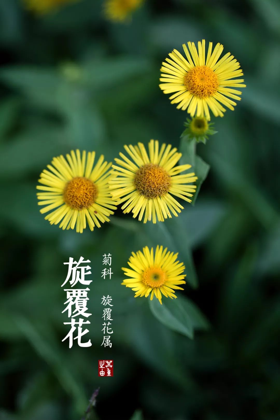 道地药材之 旋覆花 药材天地 微信公众号文章阅读 Wemp