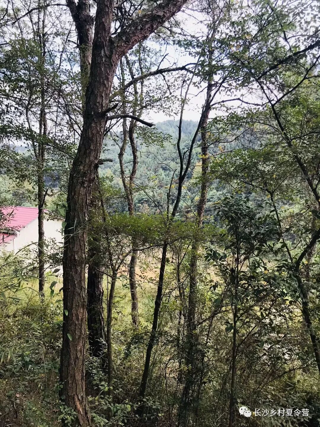 营地孩子爬树