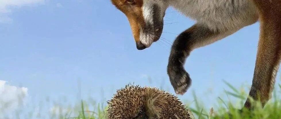 领导力 | 你是“狐狸型”企业家，还是“刺猬型”企业家？