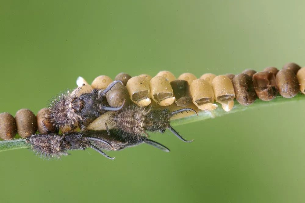 长触角的 蜻蜓 蝶角蛉 蝴蝶庄园科普馆 微信公众号文章阅读 Wemp