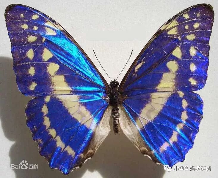 色彩斑斓身姿妙曼细数各国国蝶你知道中国的国蝶么图