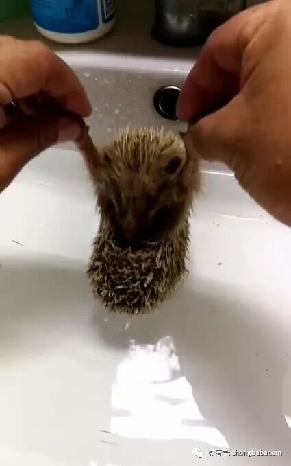 小刺猬害怕下水 伶起双手放下 小刺猬的反应好激萌 狗狗交易网 微信公众号文章阅读 Wemp