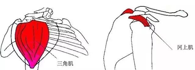 外展枕怎么使用总结的很全的针刀治疗要点，学针刀的人不容错过_https://www.jmylbn.com_新闻资讯_第35张