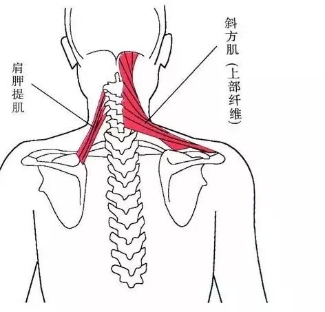外展枕怎么使用总结的很全的针刀治疗要点，学针刀的人不容错过_https://www.jmylbn.com_新闻资讯_第44张