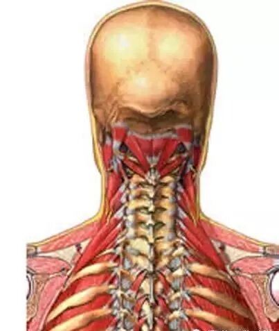 外展枕怎么使用总结的很全的针刀治疗要点，学针刀的人不容错过_https://www.jmylbn.com_新闻资讯_第13张