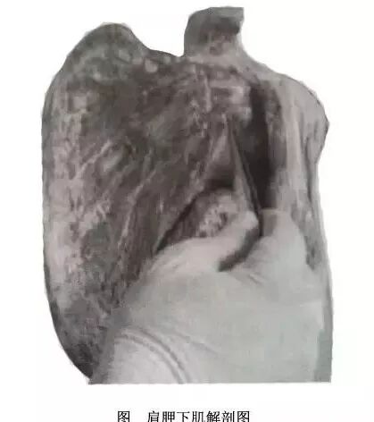 外展枕怎么使用总结的很全的针刀治疗要点，学针刀的人不容错过_https://www.jmylbn.com_新闻资讯_第41张