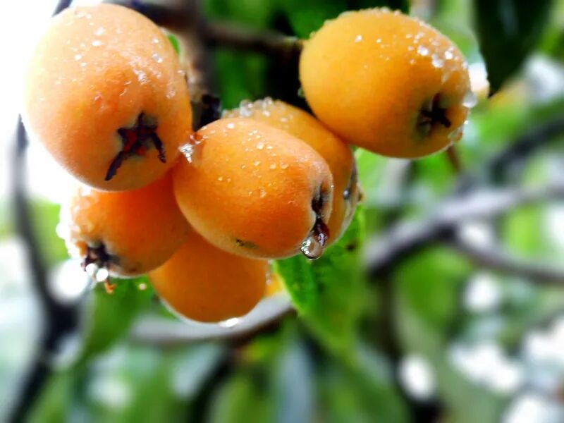 三潭枇杷初夏的清纯滋味