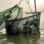 【好家伙！今年太热，大闸蟹没食欲还不肥，延期或涨价】上海黄浦江中的暹罗鳄：我落网了…