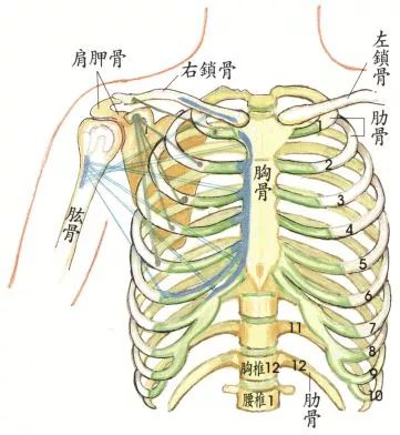 瑜伽练习中 你的肋骨外翻了么 瑜伽人 微信公众号文章阅读 Wemp