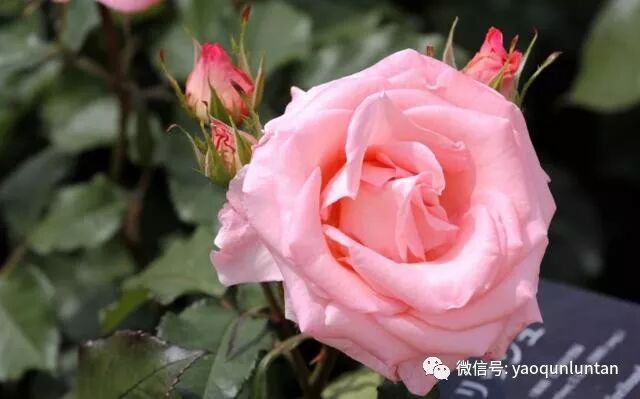 中药配方颗粒知识手册