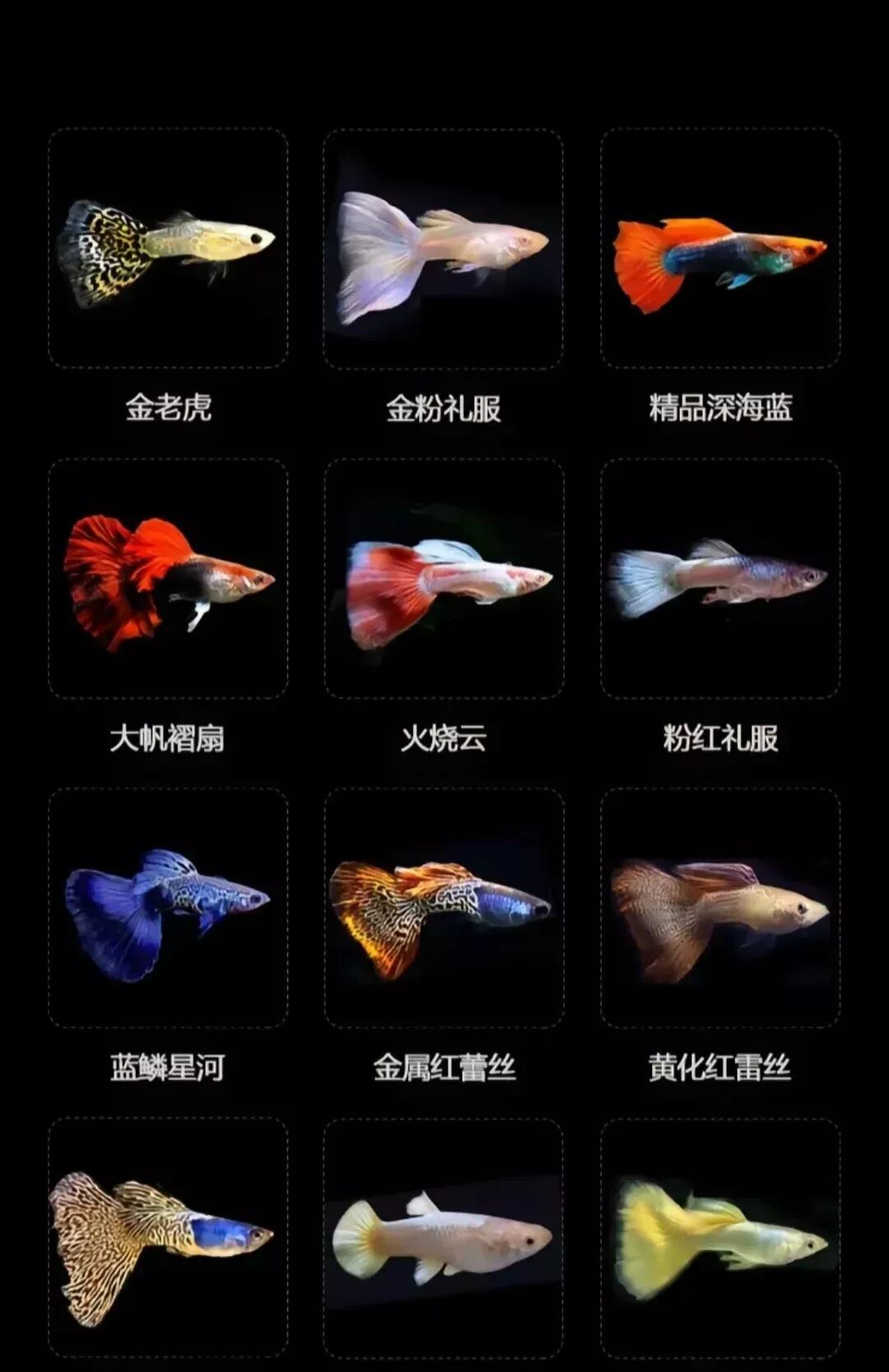 Fish Keeping Reality Check: 8 