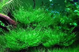 Peacock Moss