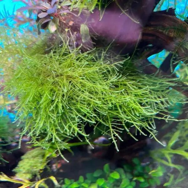 Java Moss