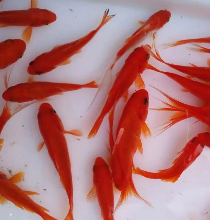 Fish Keeping Reality Check: 8 