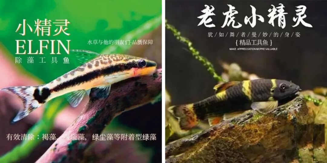 Otocinclus comparison