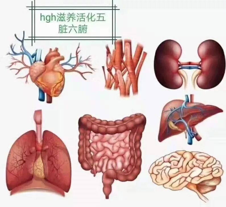 HGH生长素研究历程及其临床应用！